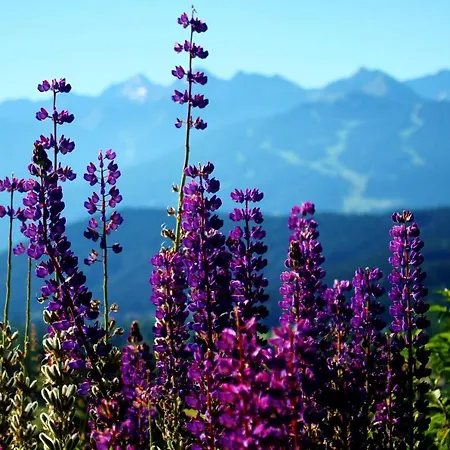 Haus Friedeck 拉姆绍达赫斯坦